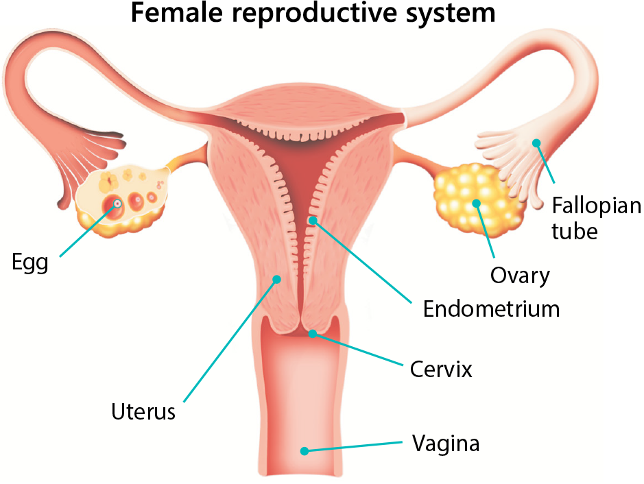Female reproductive system