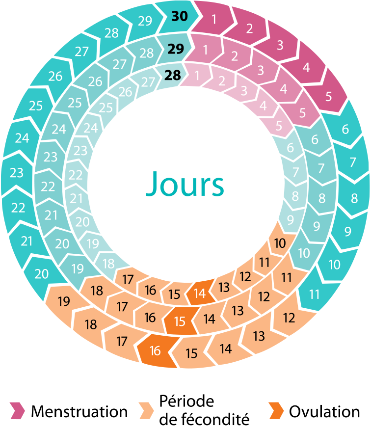 Pour un cycle de 28 jours: menstruations jours 1 à 5, période de fécondité jours 10 à 17, ovulation jour 14.  Pour un cycle de 29 jours: menstruations jours 1 à 5, période de fécondité jours 11 à 18, ovulation jour 15. Pour un cycle de 30 jours: menstruations jours 1 à 5, période de fécondité jours 12 à 19, ovulation jour 16. 