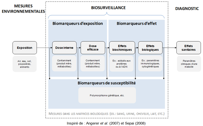 La biosurveillance et le continuum exposition-effet La biosurveillance et le continuum exposition-effet