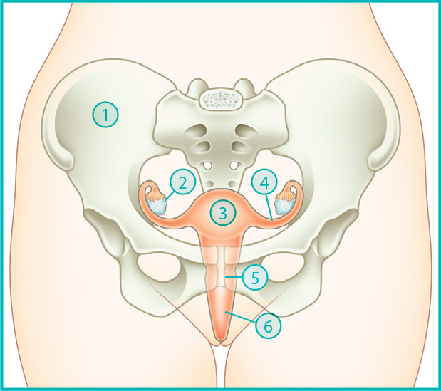 Anatomie de la femme : Bassin