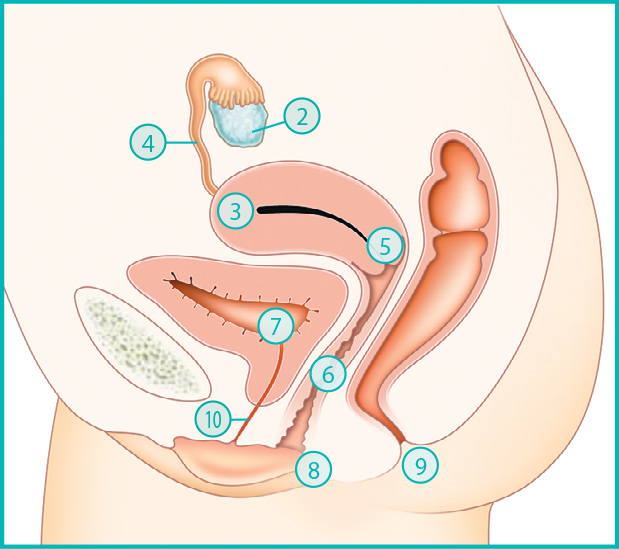 Anatomie de la femme