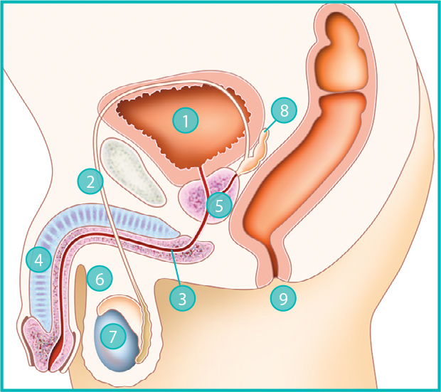 Anatomie de l'homme