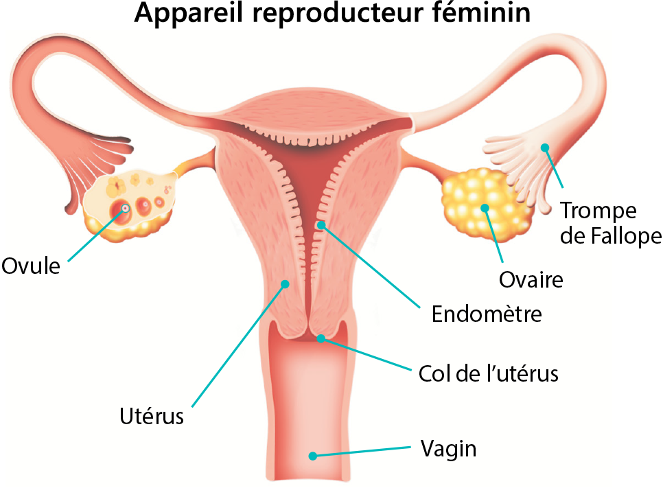 Appareil reproducteur féminin