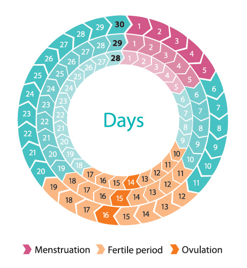 Menstrual cycle